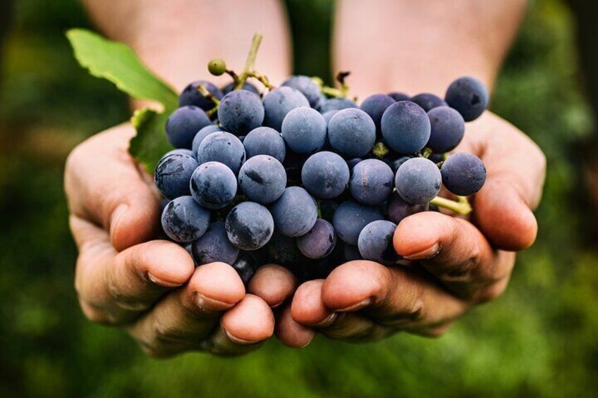 Chianti grapes