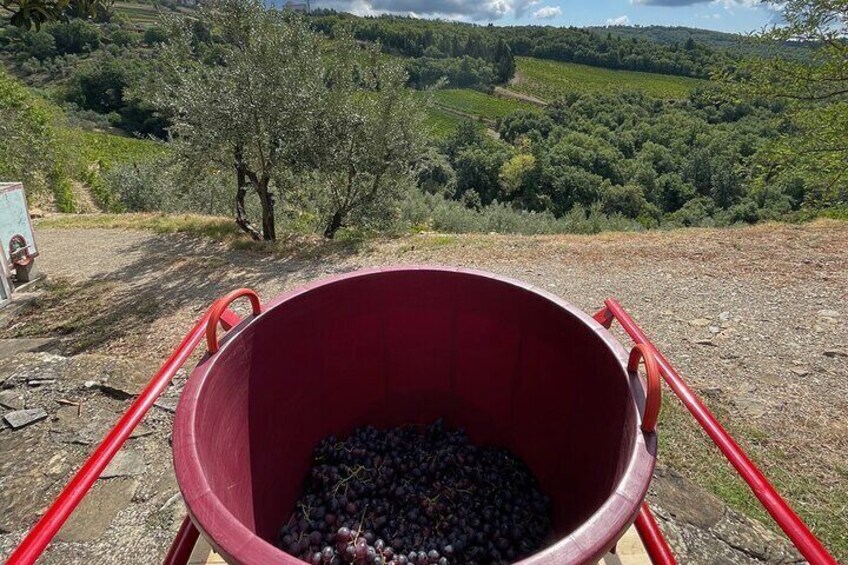 Grape pressing in Tuscany