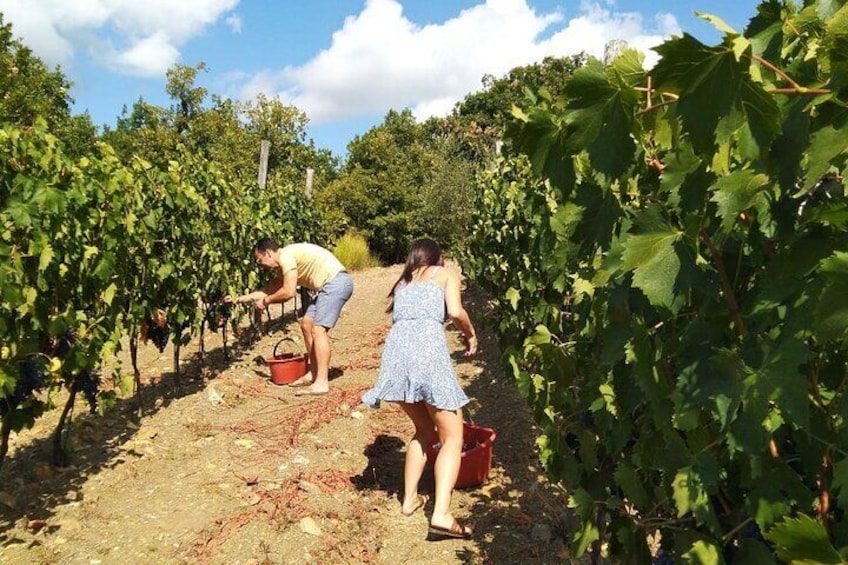 Grape harvest in Chianti
