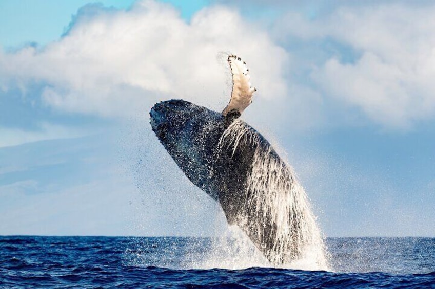 2 Hour Waikiki Whale Watching in Honolulu