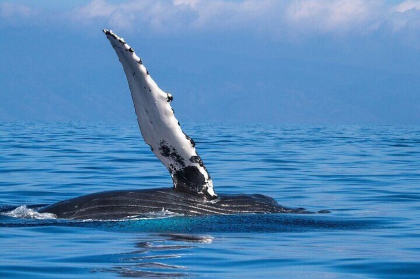 2 Hour Waikiki Whale Watching in Honolulu