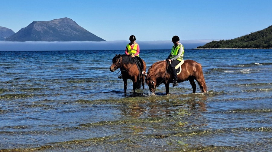 Tromsø: Lyngen Horse Summer Riding Experience