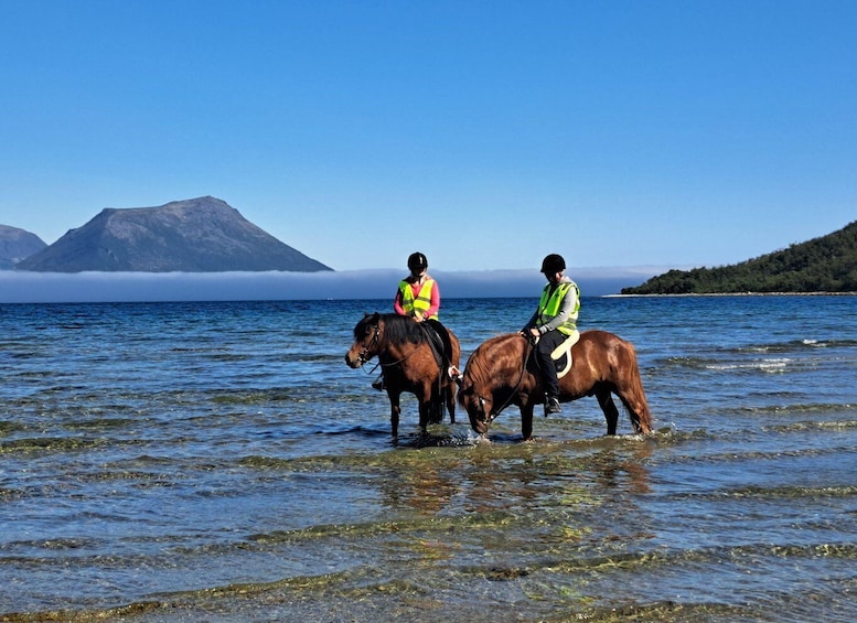 Tromsø: Lyngen Horse Summer Riding Experience