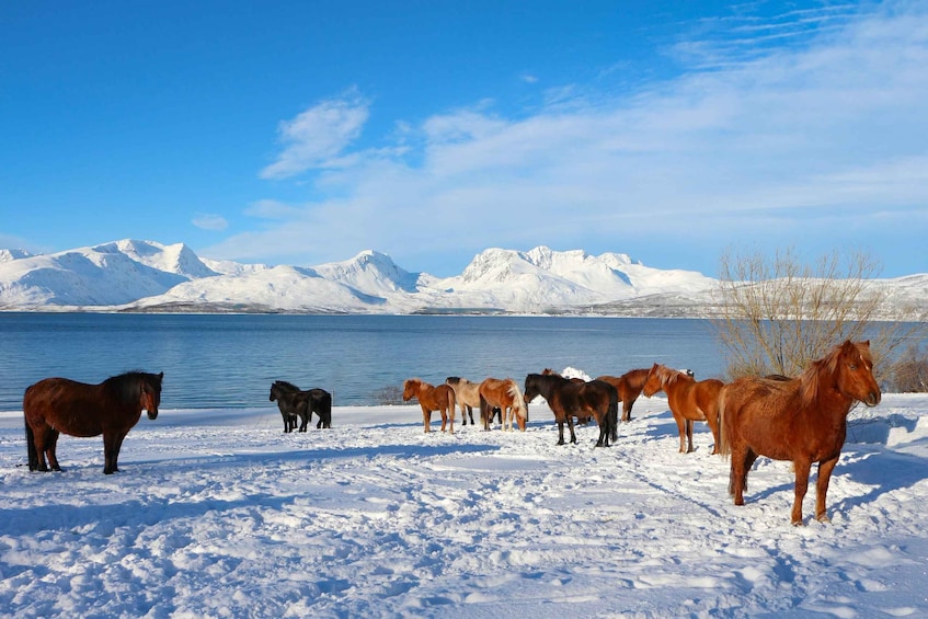 Picture 4 for Activity Tromsø: Lyngen Horseback Riding Experience
