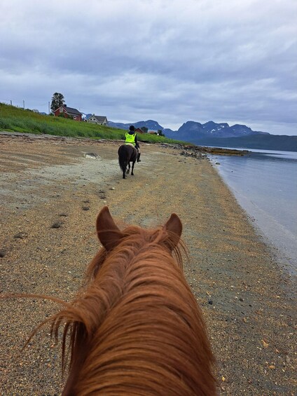 Picture 1 for Activity Tromsø: Lyngen Horseback Riding Experience