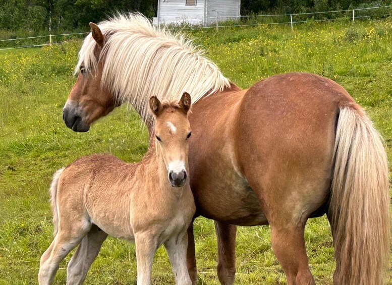 Picture 2 for Activity Tromsø: Lyngen Horse Summer Riding Experience