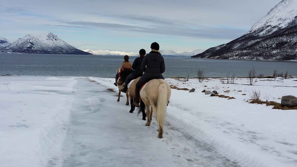 Picture 3 for Activity Tromsø: Lyngen Horseback Riding Experience