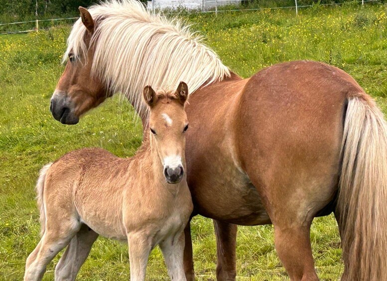 Picture 2 for Activity Tromsø: Lyngen Horseback Riding Experience