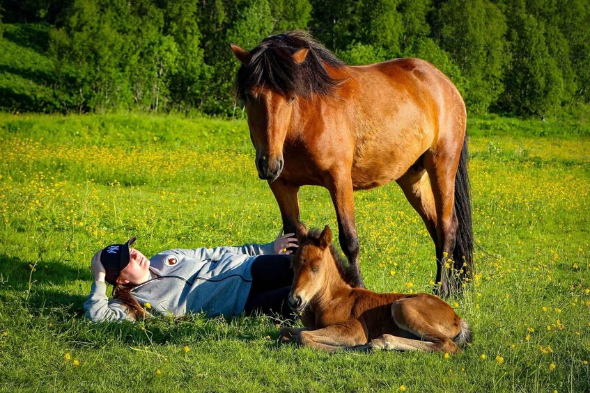 Picture 5 for Activity Tromsø: Lyngen Horseback Riding Experience