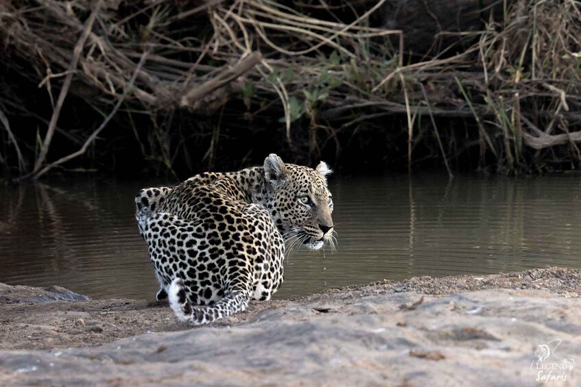 Picture 1 for Activity From Hazyview: Kruger National Park Full-Day Safari