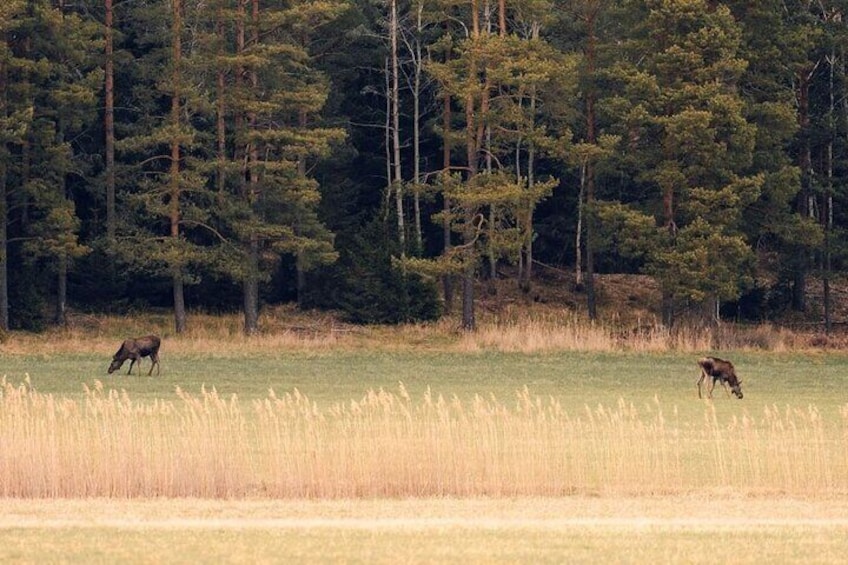 Wolf and Wildlife Experience in Sweden