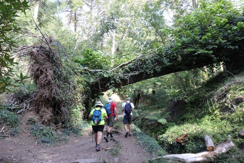 Picture 9 for Activity An adventure through the Forest and Palace of Bussaco - Coim