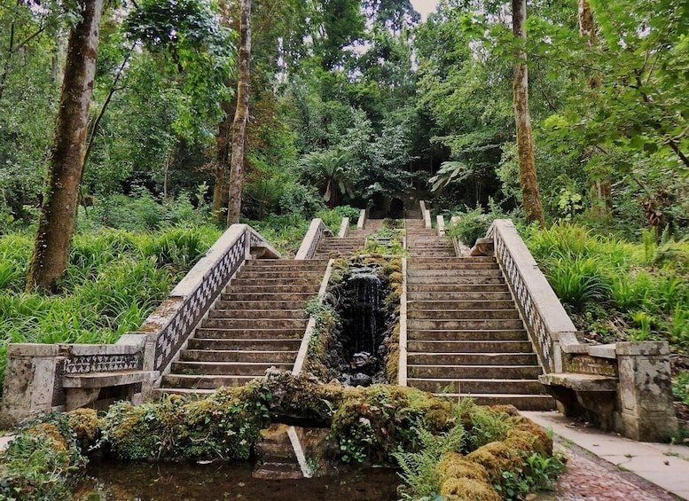 Picture 5 for Activity An adventure through the Forest and Palace of Bussaco - Coim