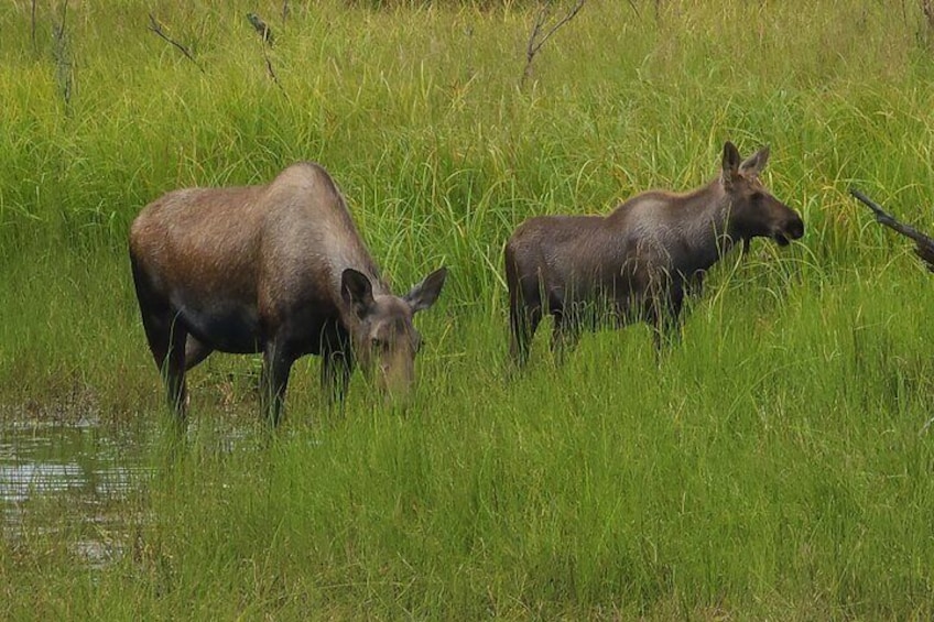 Momma moose and her baby seen while on tour!