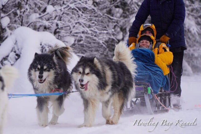 Dog Sled Adventure