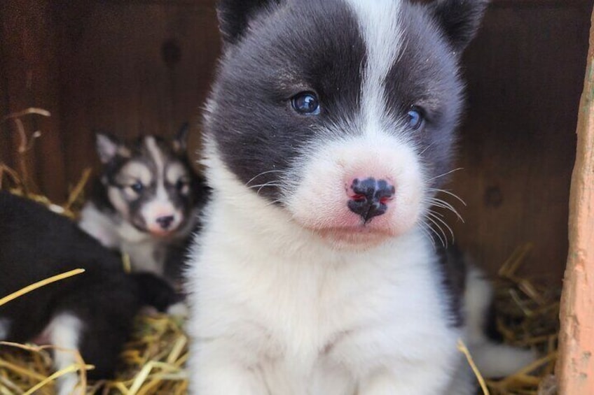 Dog Sled Adventure