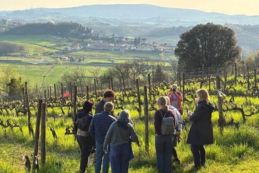 Visit of the vineyard