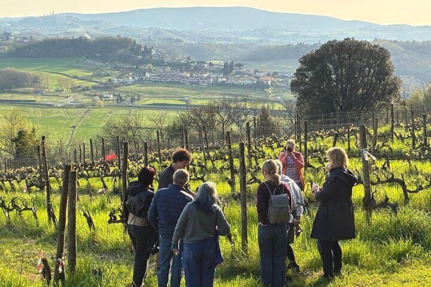 Visit of the vineyard