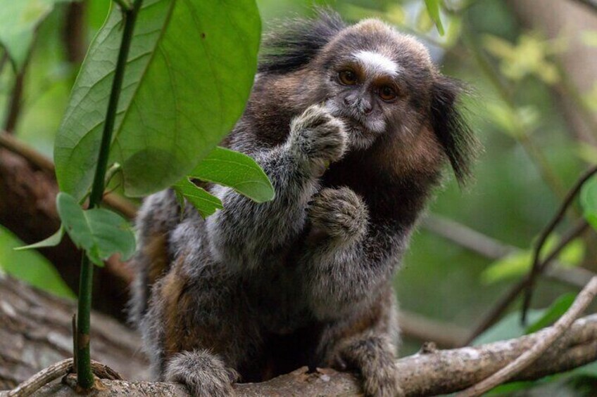 The Black-Tufted Marmoset