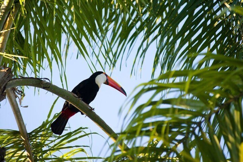 Toucan are only one of the species we may see on the way