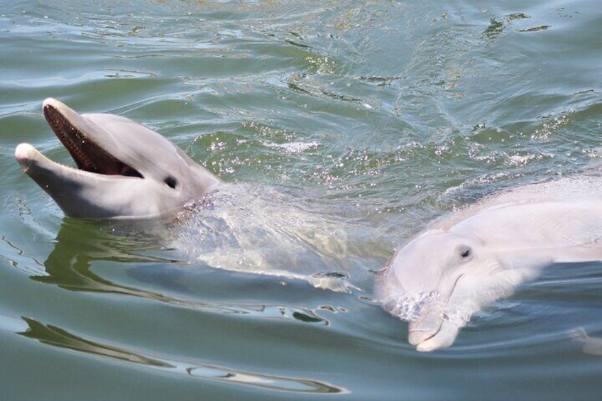 Dolphin/Bird Watching On A Private Guided Savannah Cruise 