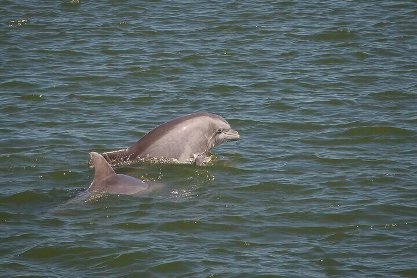 Private Guided Savannah Cruise with Dolphin or Bird Watching 
