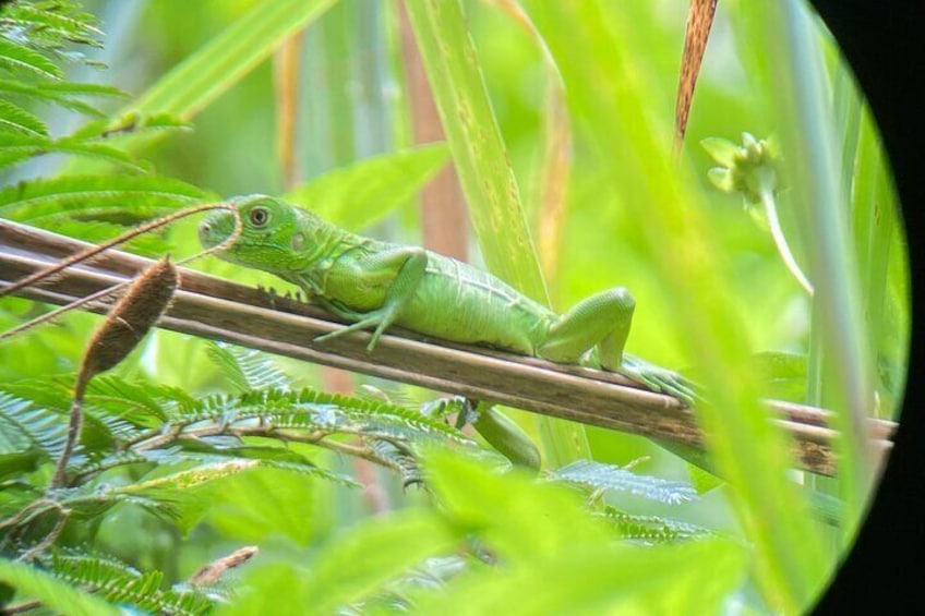 Baby green iguana. 