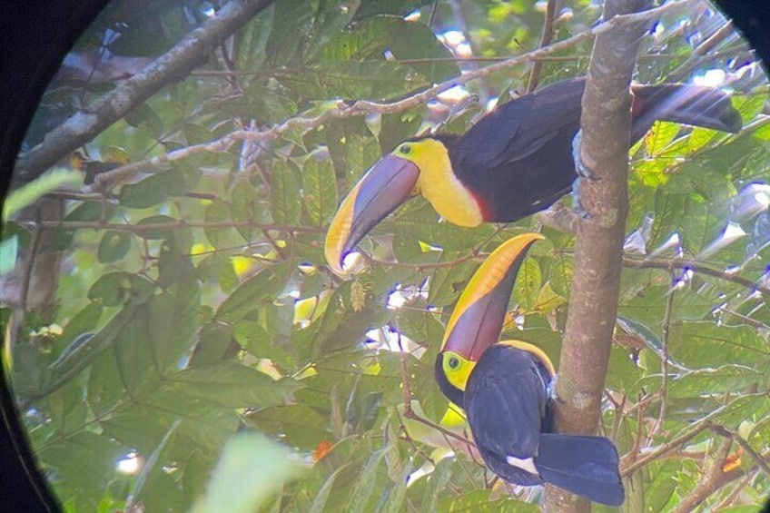 Couple black mandible toucans