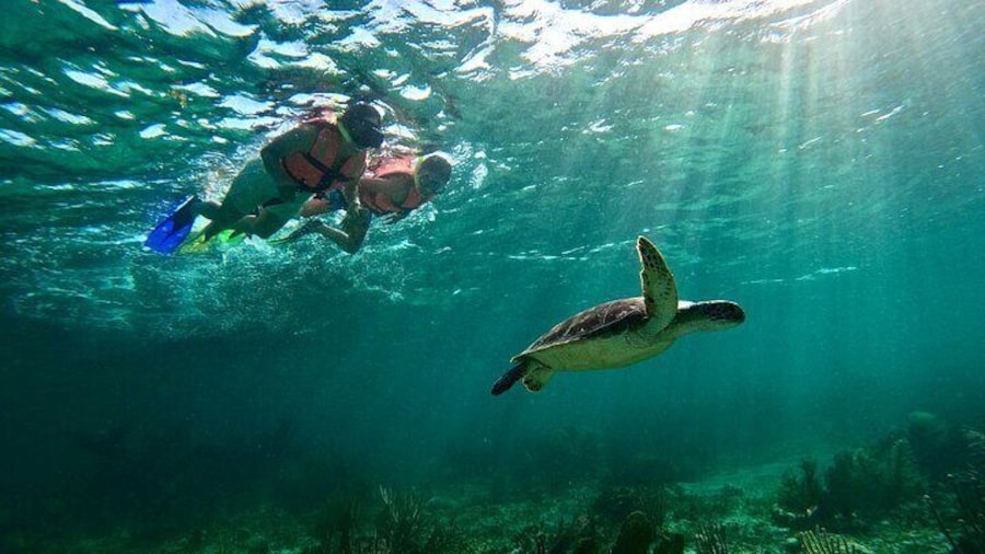 Snorkeling Guided Activity in Puerto Morelos Mexico