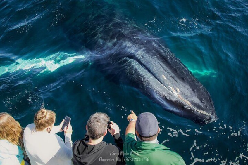 Whale Watching Trips to Stellwagen Bank Marine Sanctuary. Guaranteed sightings!