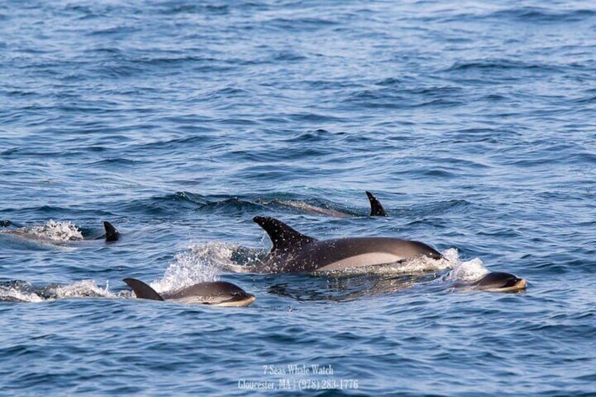 White-sided Dolphins!