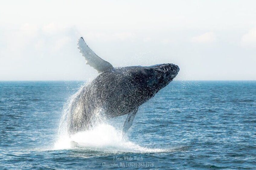 One of the many breaches that we saw from Venom's calf during the morning trip. This calf appeared to be very healthy!