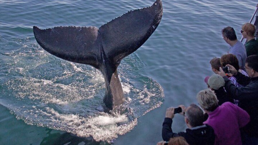Guaranteed Sightings!
