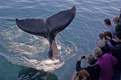 Whale Watching Trips to Stellwagen Bank Marine Sanctuary. Guaranteed sighti...