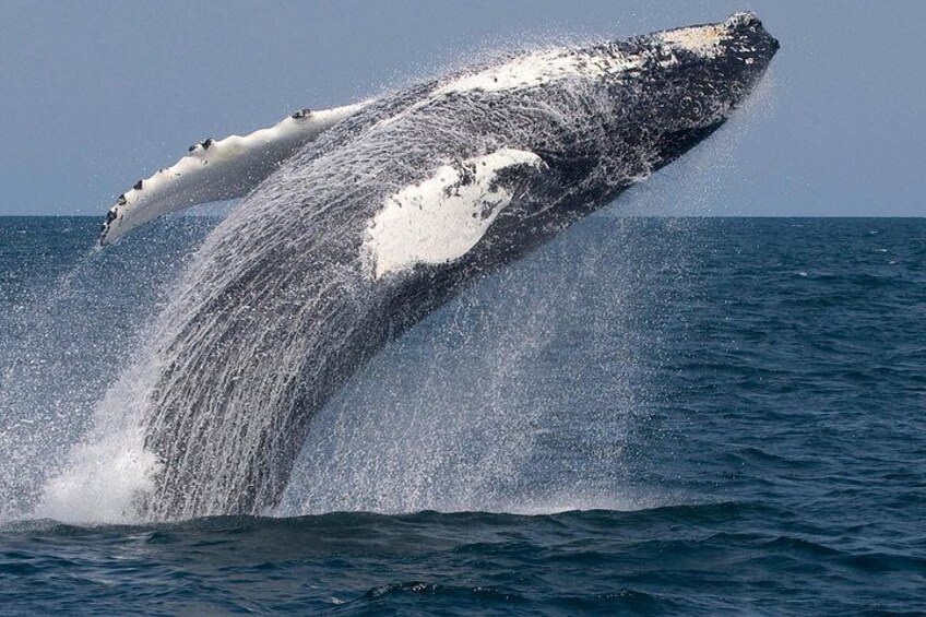 Humpback breaching!