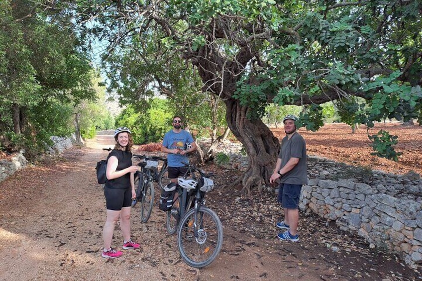 E-bike Tour in Ostuni, the centuries-old olive trees and the rock village