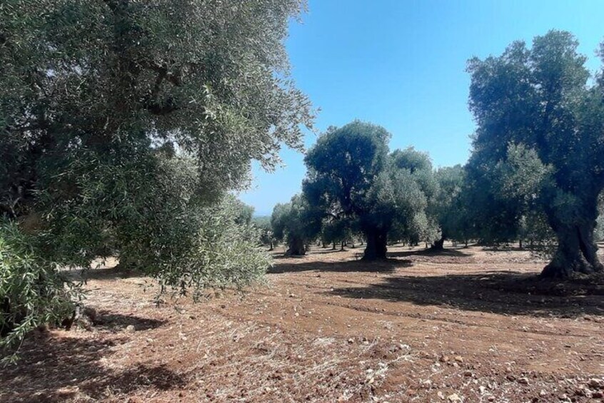 E-bike Tour in Ostuni, the centuries-old olive trees and the rock village