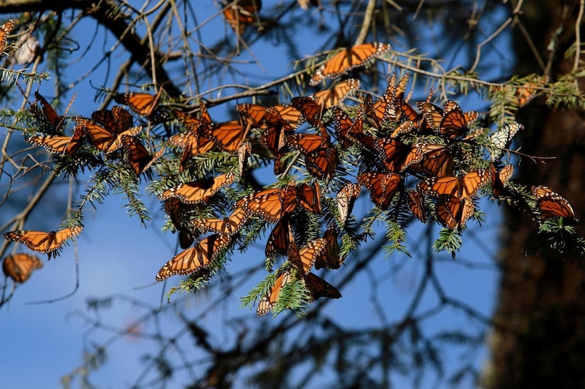 Monarch Butterfly Sanctuary Tour