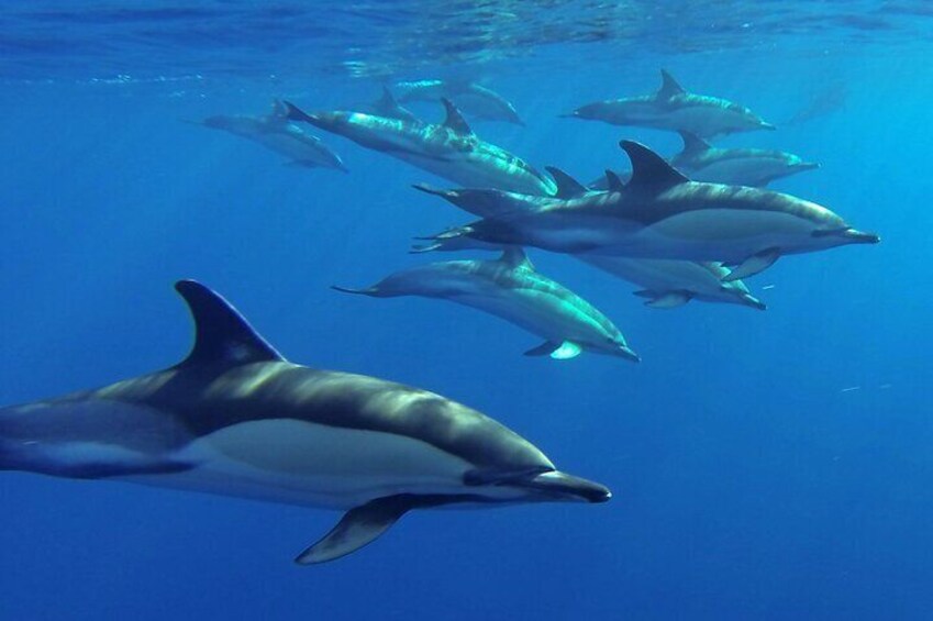 Whale and Dolphin Watching Tour from Funchal