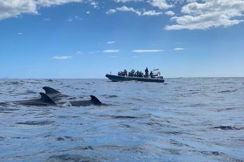 Whale and Dolphin Watching Tour from Funchal