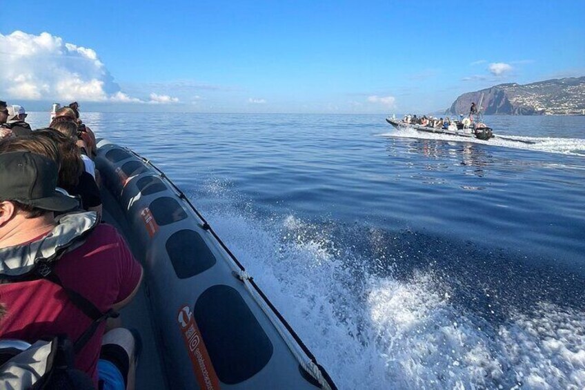 Whale and Dolphin Watching Tour from Funchal