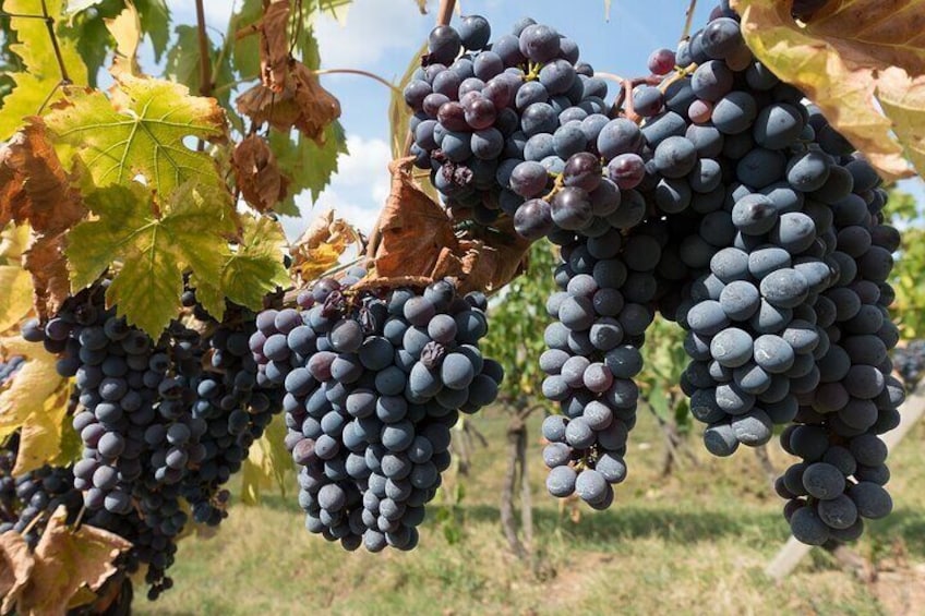 Private full day Tour to Chianti with wineries visit