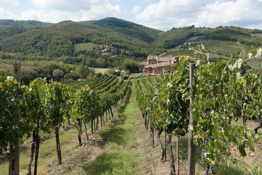 Private full day Tour to Chianti with wineries visit