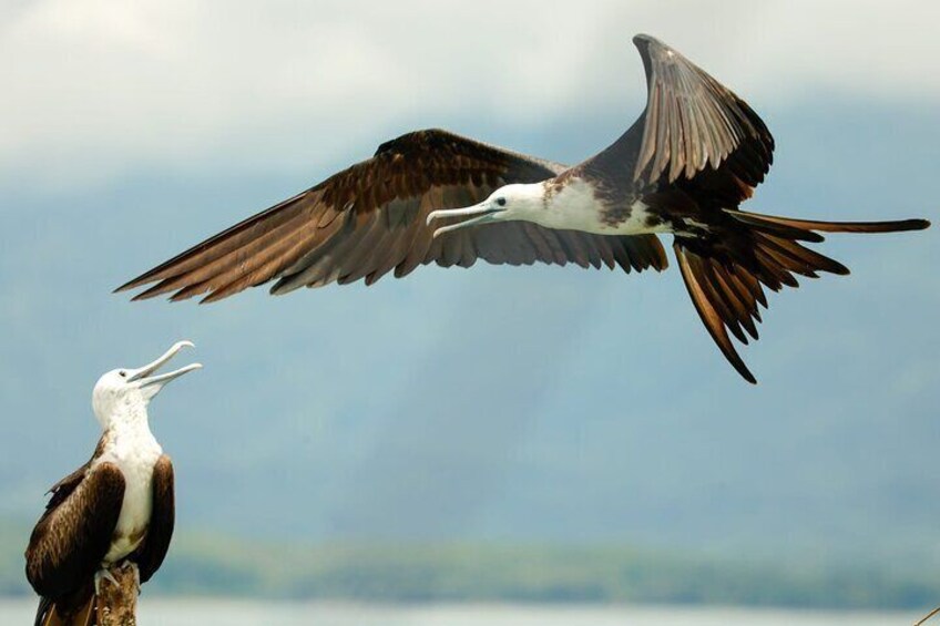 Whale and Dolphin Combo Tour in Ballena National Marine Park 