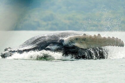 Whale and Dolphin Tour