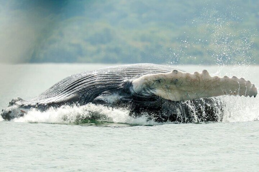Whale and Dolphin Combo Tour in Ballena National Marine Park