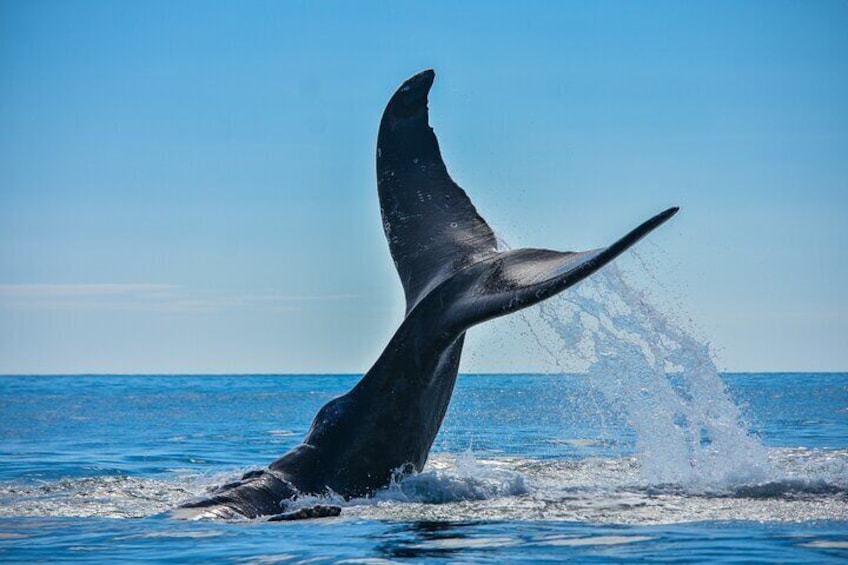Whale and Dolphin Combo Tour in Ballena National Marine Park 