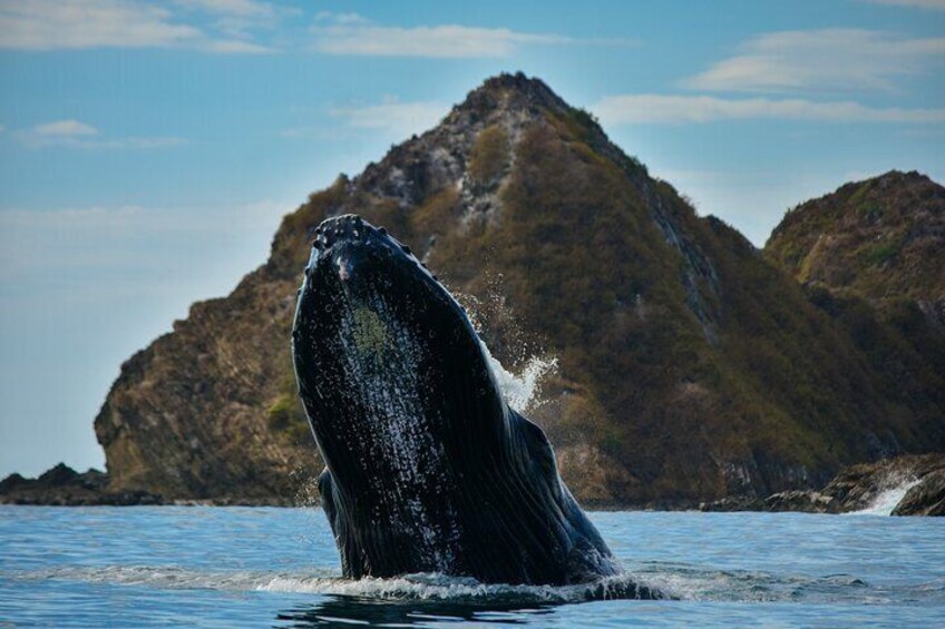 Whale and Dolphin Combo Tour in Ballena National Marine Park