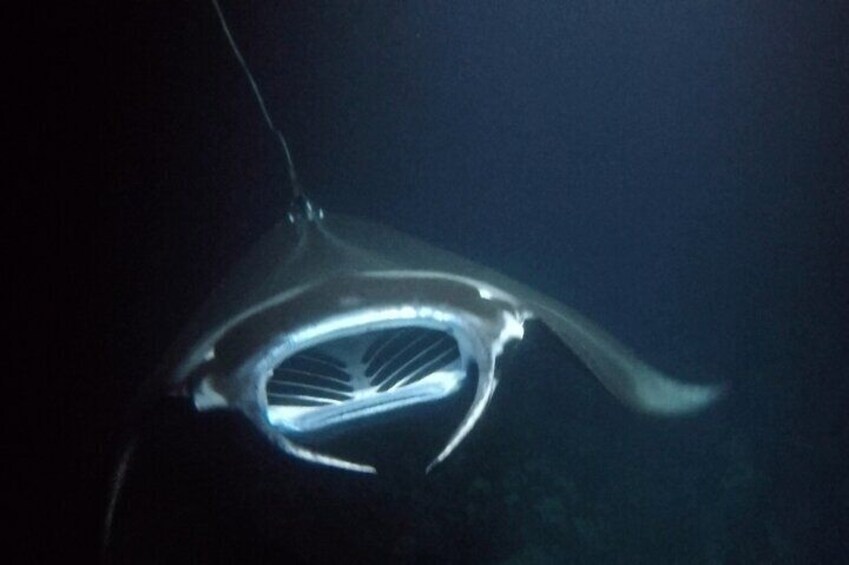 Sunset Manta Ray Tour in Kailua-Kona