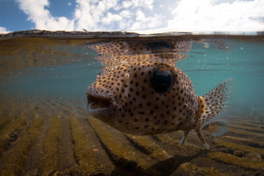Kealakekua Bay (Captain Cook) Snorkeling